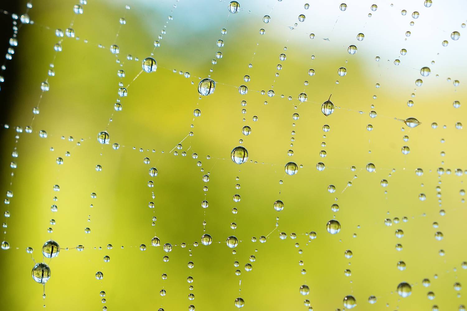 , Корнеев Алексей