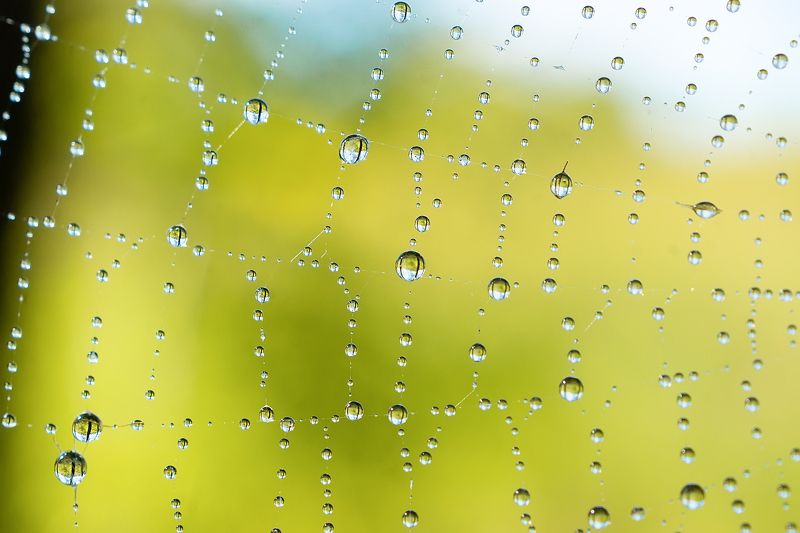 Капли на паутине фото превью