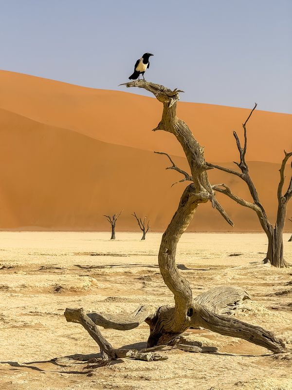 Crow in Dead Valley фото превью