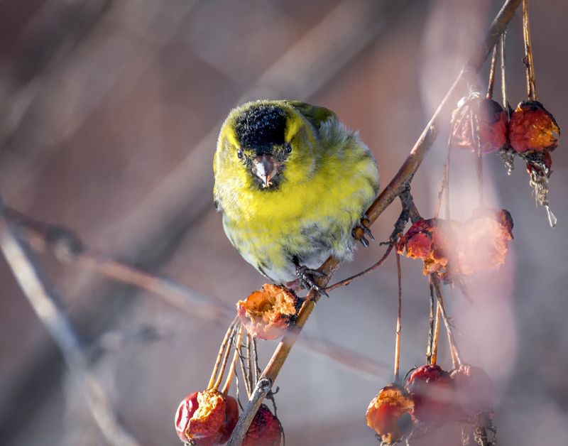 птица, чиж, Чижики (серия 4 ФОТО) фото превью