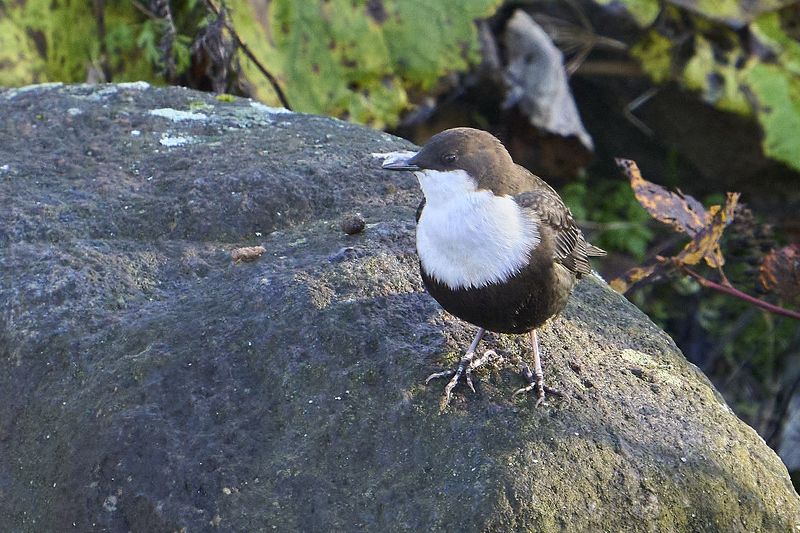 Dipper. фото превью
