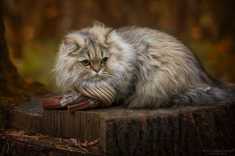 Осень... фото превью