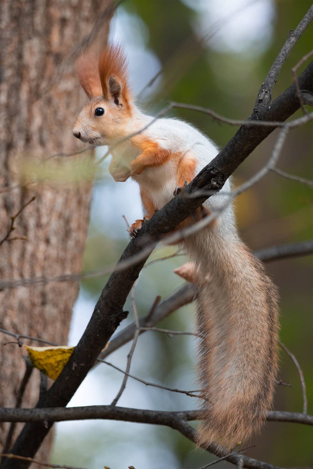 , Чудинин Дмитрий