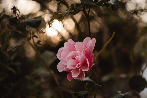 В обители осенних роз.