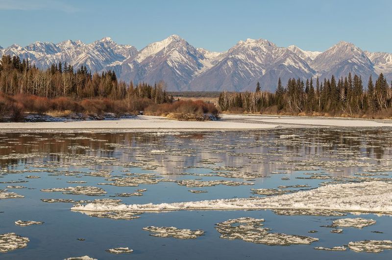 Шуга фото превью