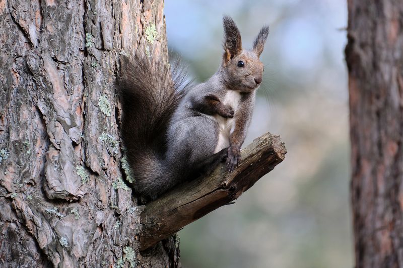 белки, сибирь Положа руку на сердце фото превью