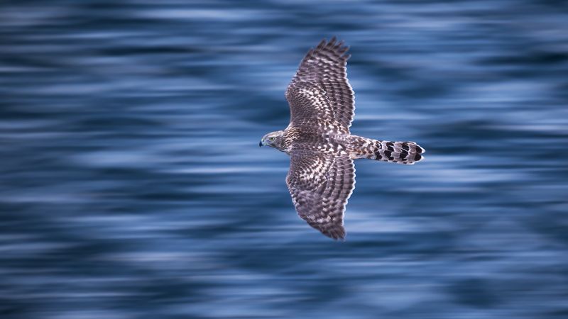 Тетеревятник. фото превью