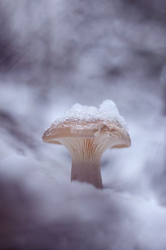 макро, грибы, первый снег, лес, природа, november, mushroom, snow, forest, nature Ноябрьский подснежник фото превью