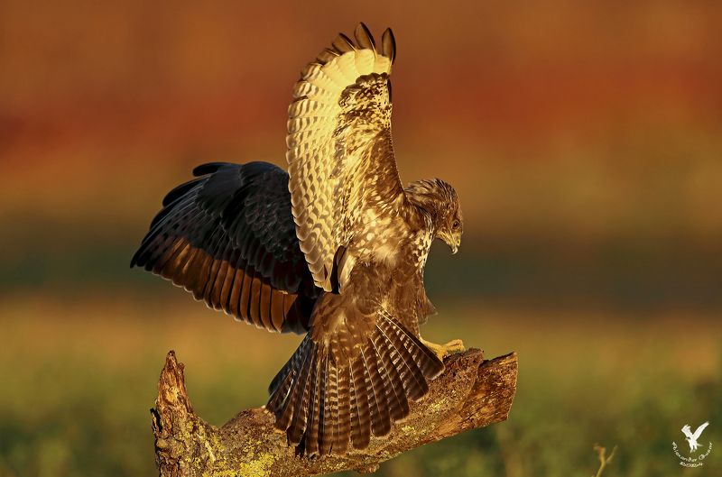 канюк В лучах рассвета. фото превью