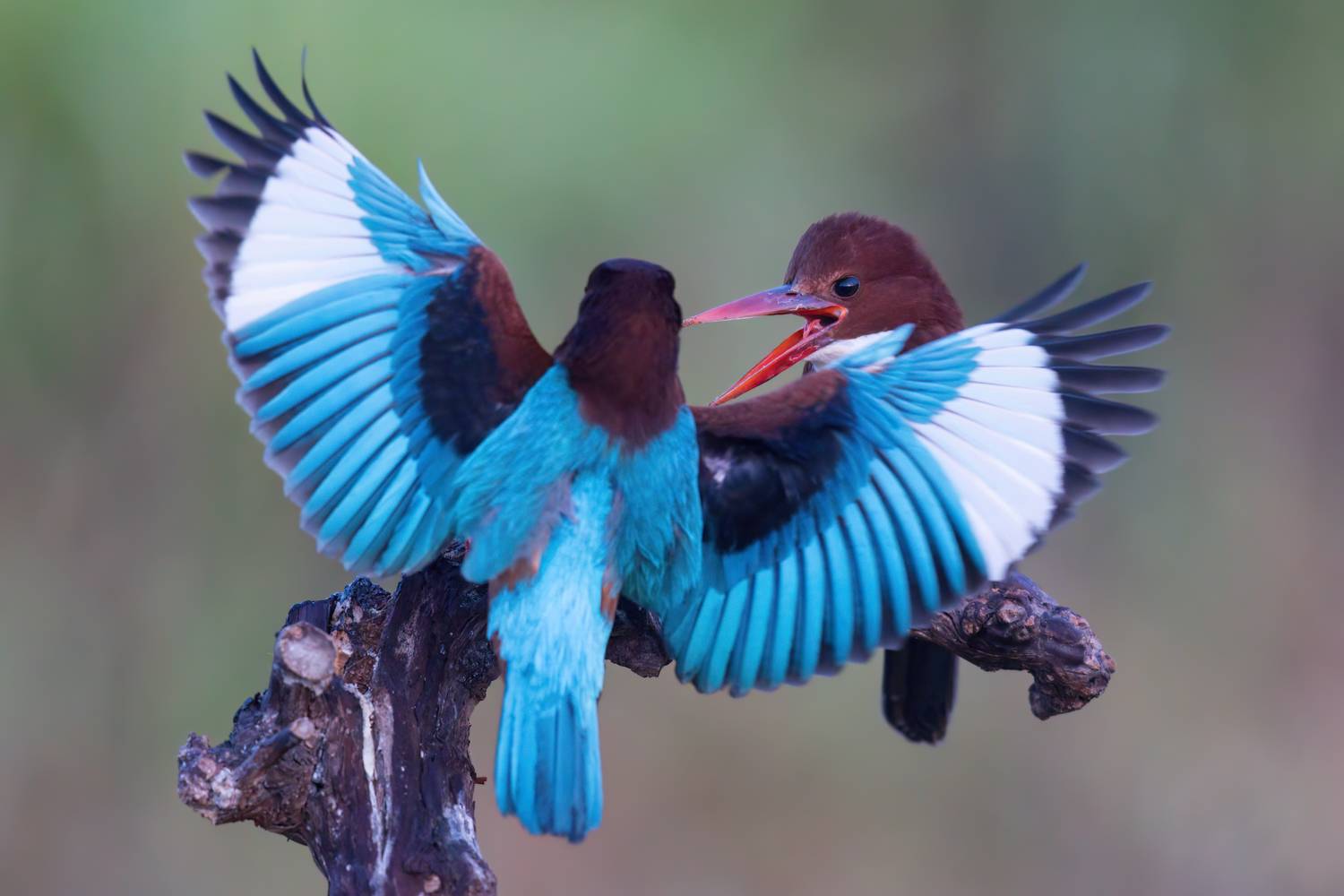 , Фруман Евгений