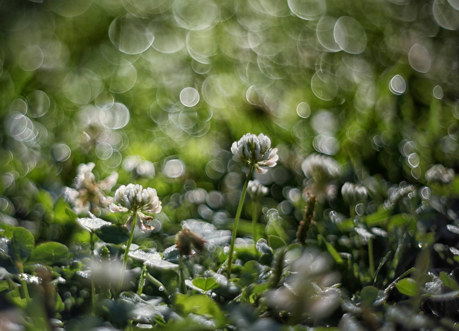 гелиос, гелиос 44-2, макро, боке, природа, сад, цветы, helios 44-2, Стасов Виталий
