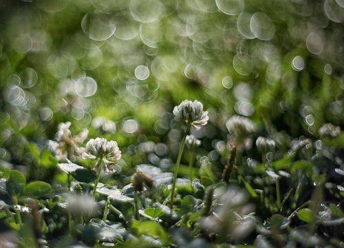 Утренние пузырьки лета