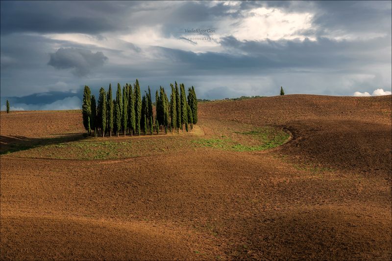 italy, san quirico d\\\'orcia,italia,италия,тоскана,кипарисовая роща,toscana,осень,tuscany,cipressi,belvedere,тени,свет Хмурое небо над кипарисами... фото превью