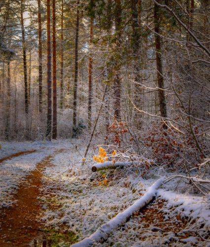 Этюд первого снега