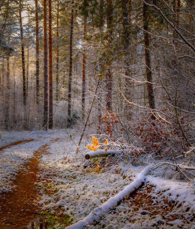 лес дорога снег вечер серково Этюд первого снега фото превью