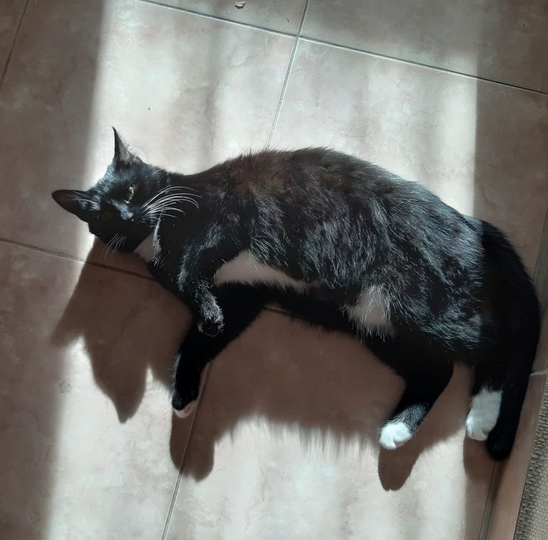 История про Кошку и её Человека фото превью