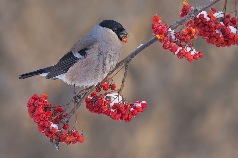 снегирь,самка,рябина,обед Обед по-зимнему фото превью