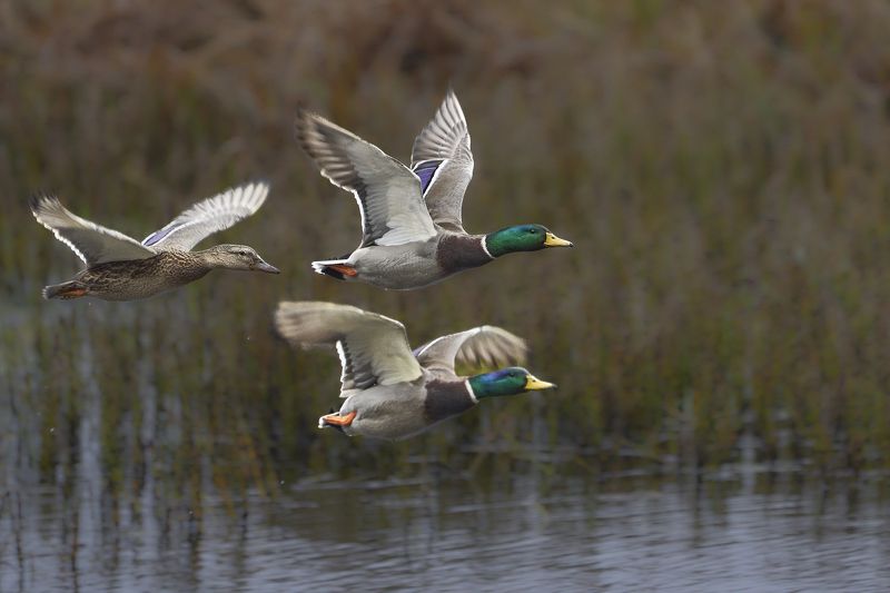 Mallards in flight. фото превью