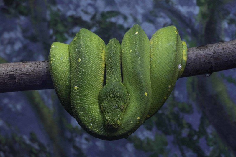 Green tree python фото превью