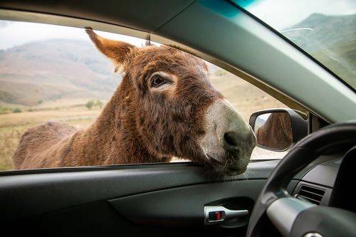 Любопытный