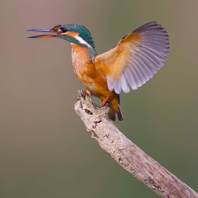 Kingfisher  фото превью