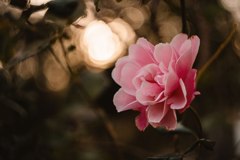 В обители осенних роз. фото превью