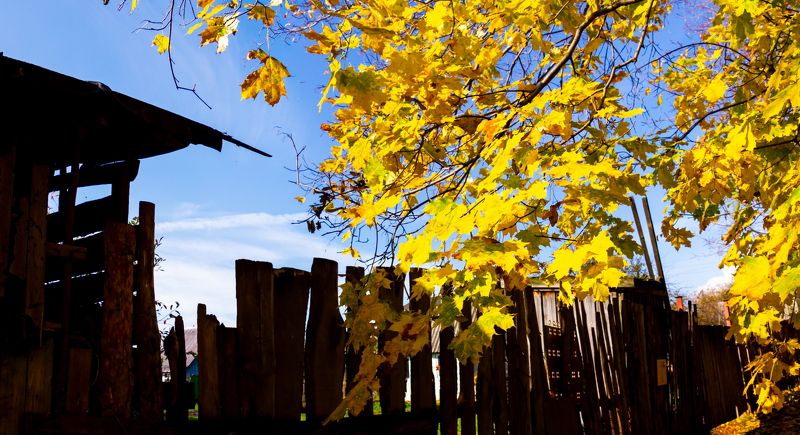 За шатким забором - осень... фото превью