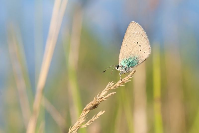 ***** фото превью