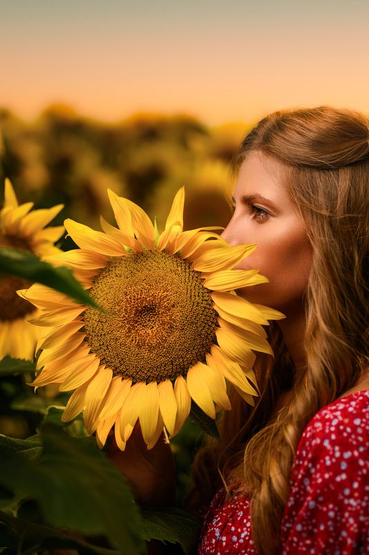 Подсолнухи фото превью