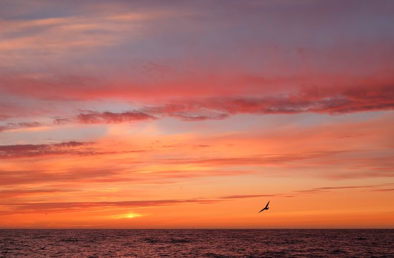 закат, чайка, берингово море закат и чайка фото превью