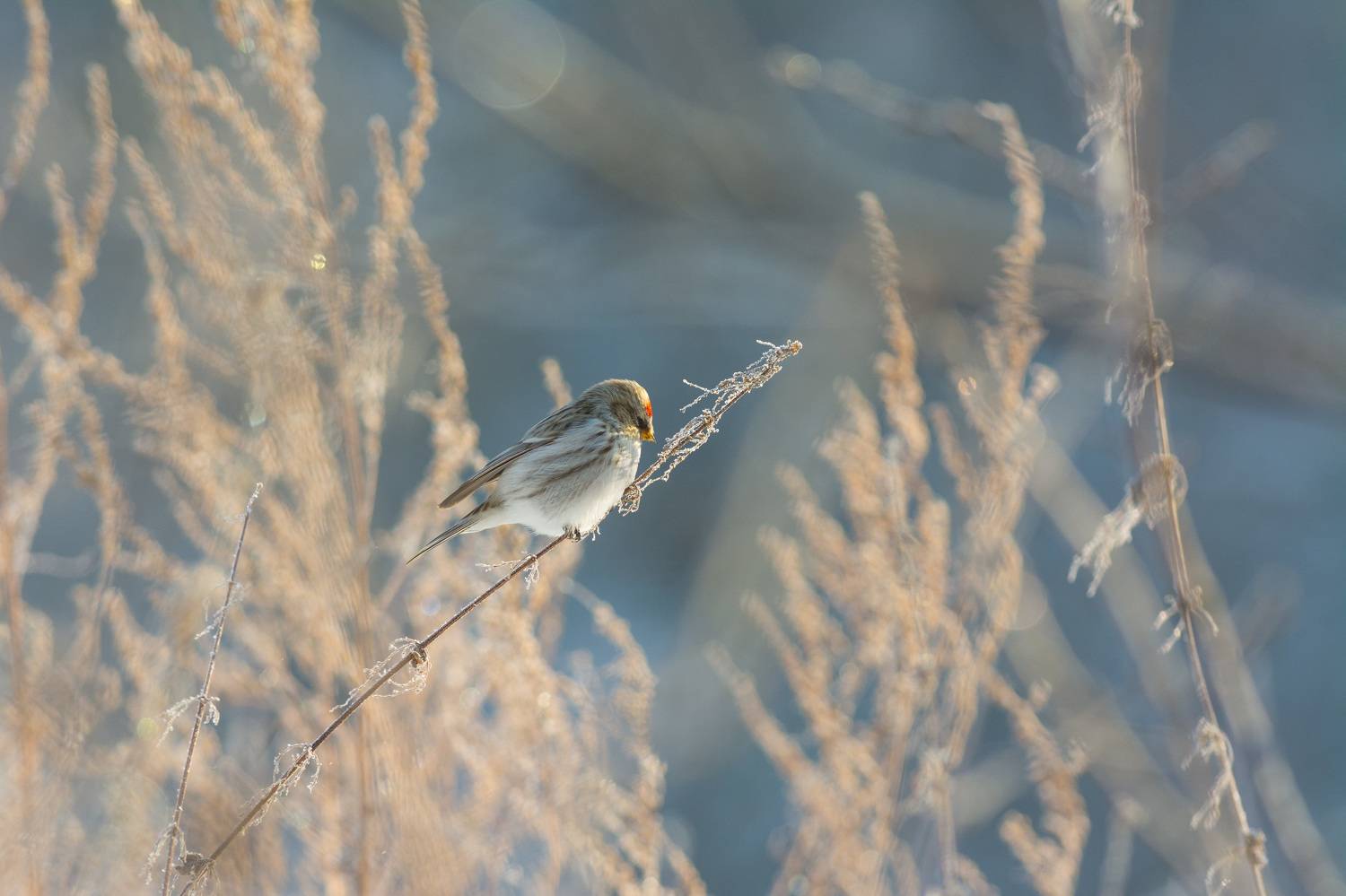 чечётка, птица, птицы, зима, поле, новосибирск, Воронов Денис
