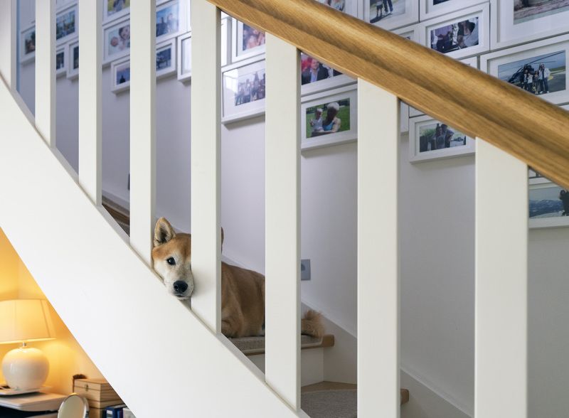 собака  Боец партизанского отряда  фото превью