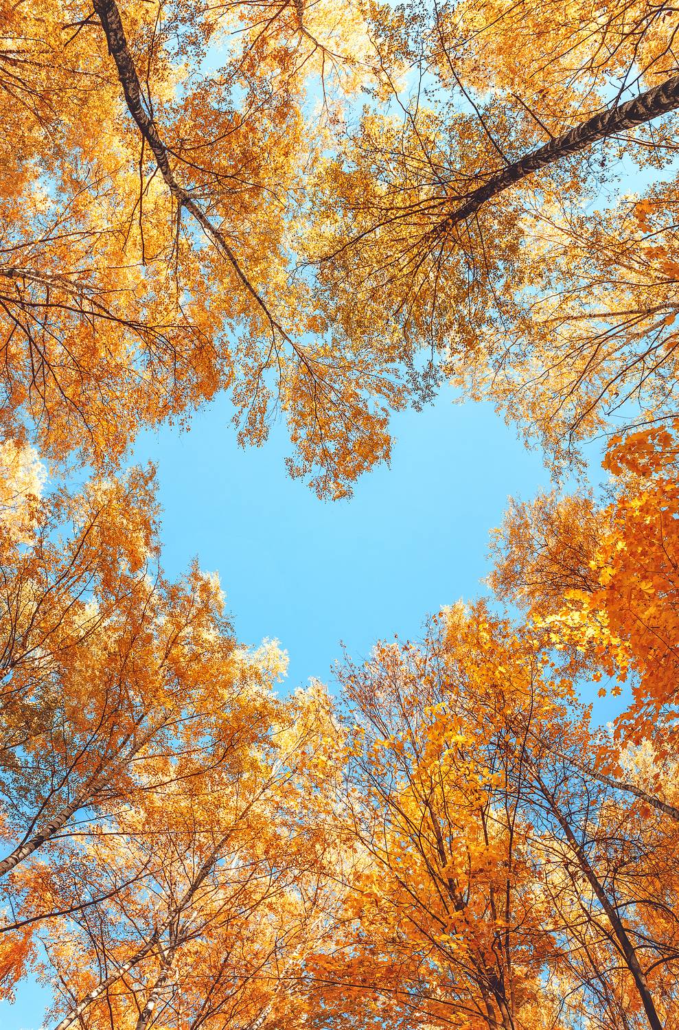 осень, сердце, природа, autumn, Анастасия Мазурева