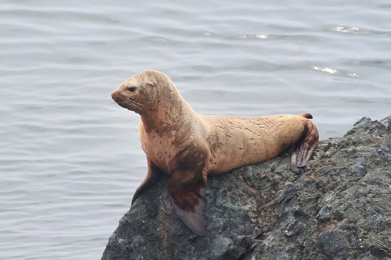 татарский пролив, сивуч Одинокий сивуч фото превью