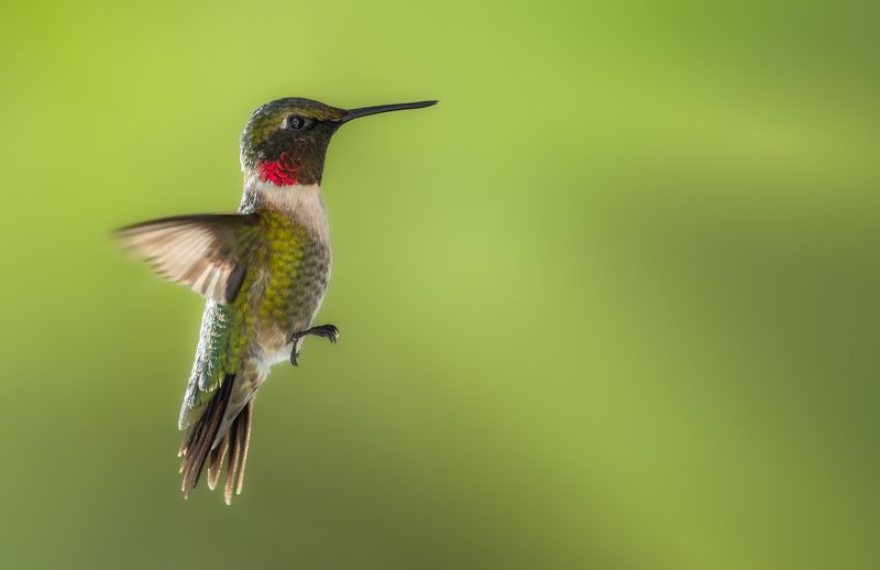 bird, humming, hummingbird, hummingbirds, hummer, rufous, nature, animals, wild, action, dynamic Am levitating фото превью