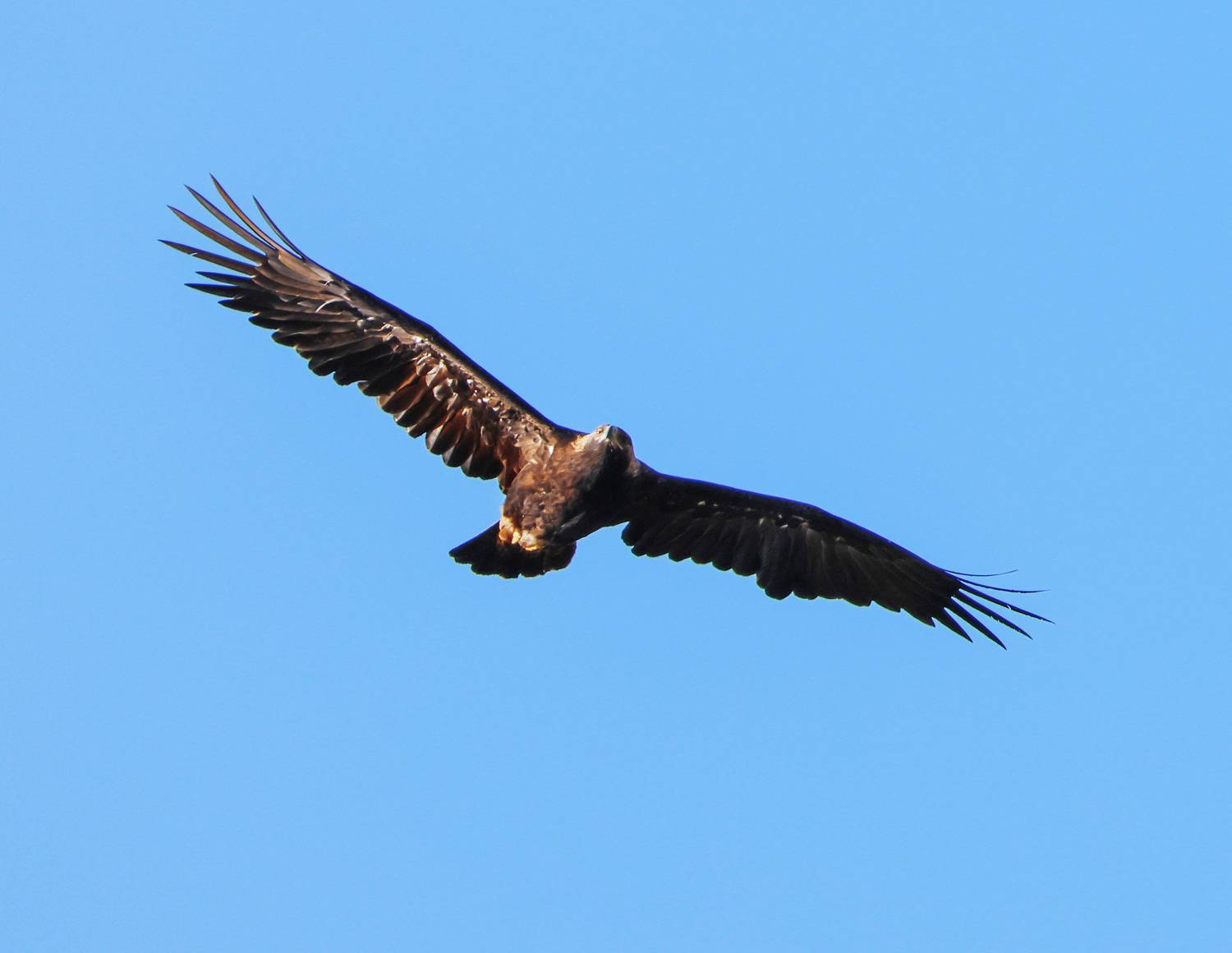 беркут,птица,, Magov Marat