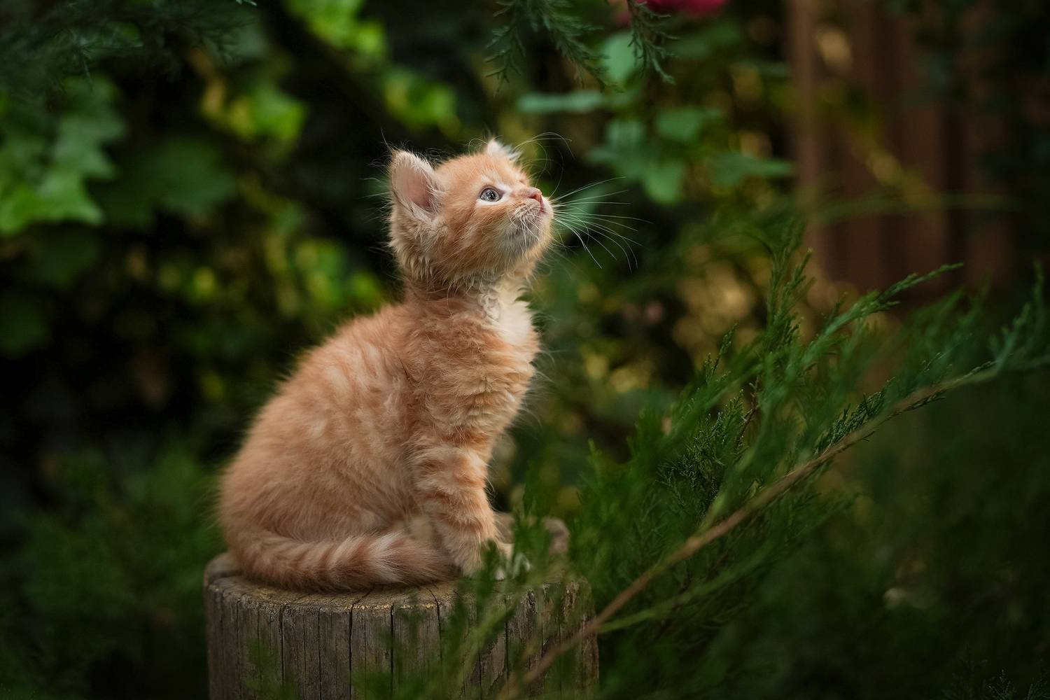 , Коротун Юрий