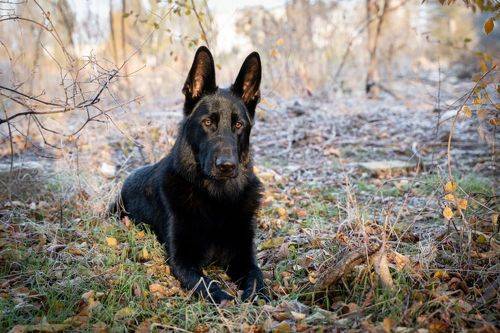 Black Hunter
