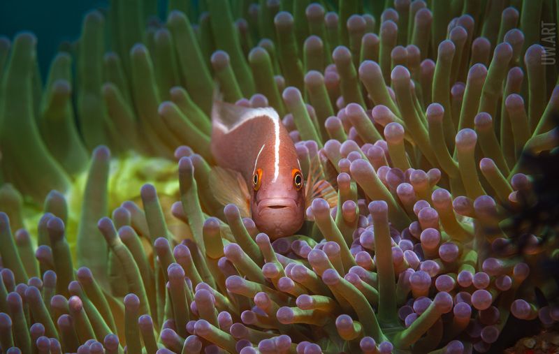 Привет. Ты что здесь делаешь ? фото превью