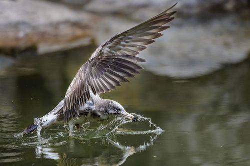 Landing