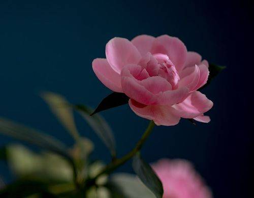 Пионовый этюд