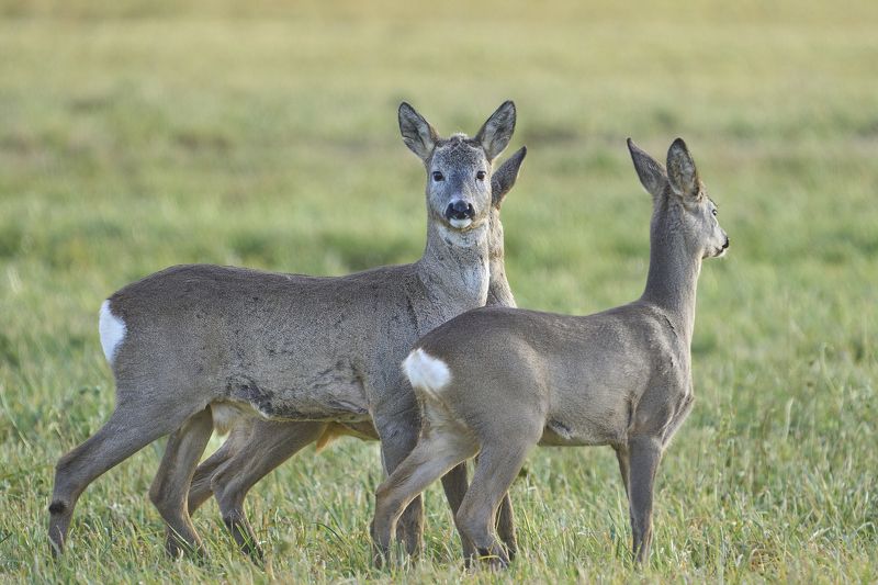 Roe Deers. фото превью