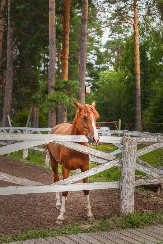 Лошадка фото превью