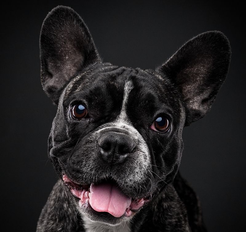 собака, порода, бульдог, портрет, взгляд, глаза, язык *** фото превью