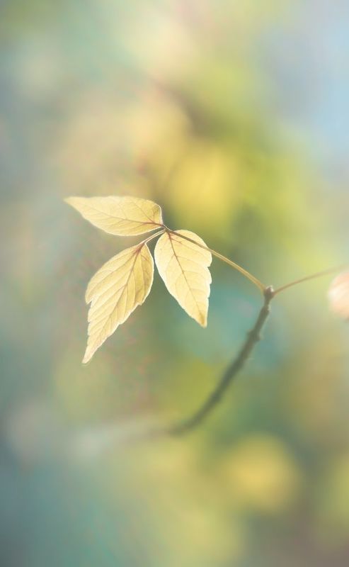 Осенний блюз фото превью