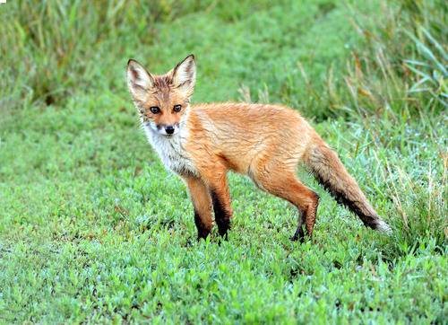 По утренней росе