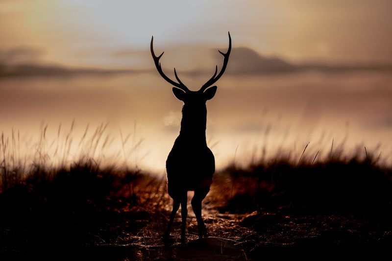 deer, winter, dawn World of Silence фото превью