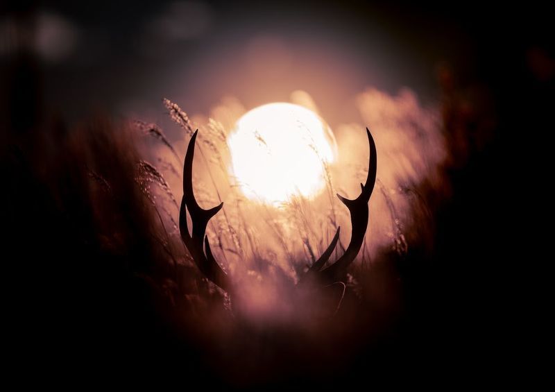 deer, winter, dawn Sign фото превью