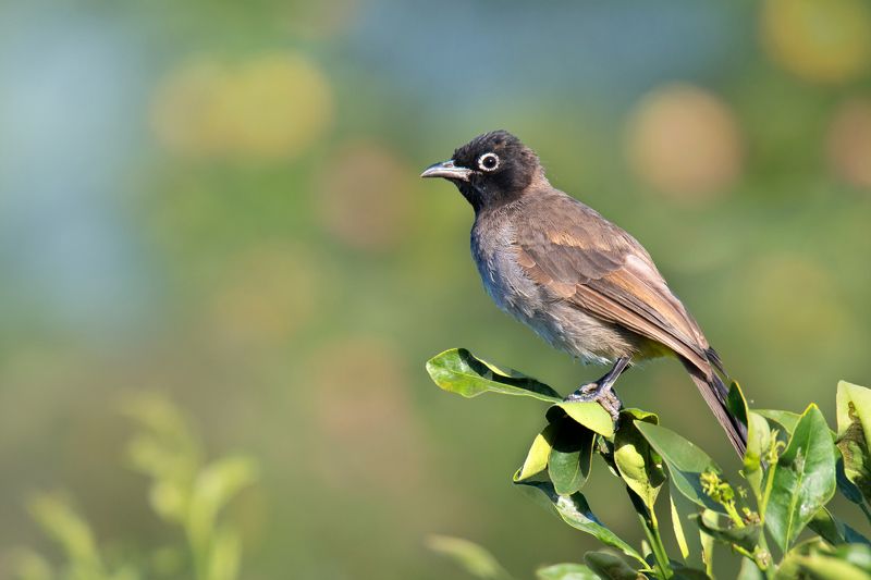 *Бюльбюль в октябре фото превью