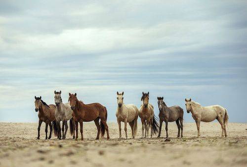 in Mongolia
